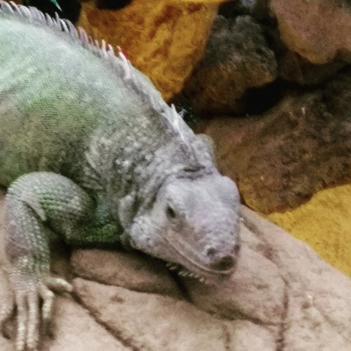 it's a lizard