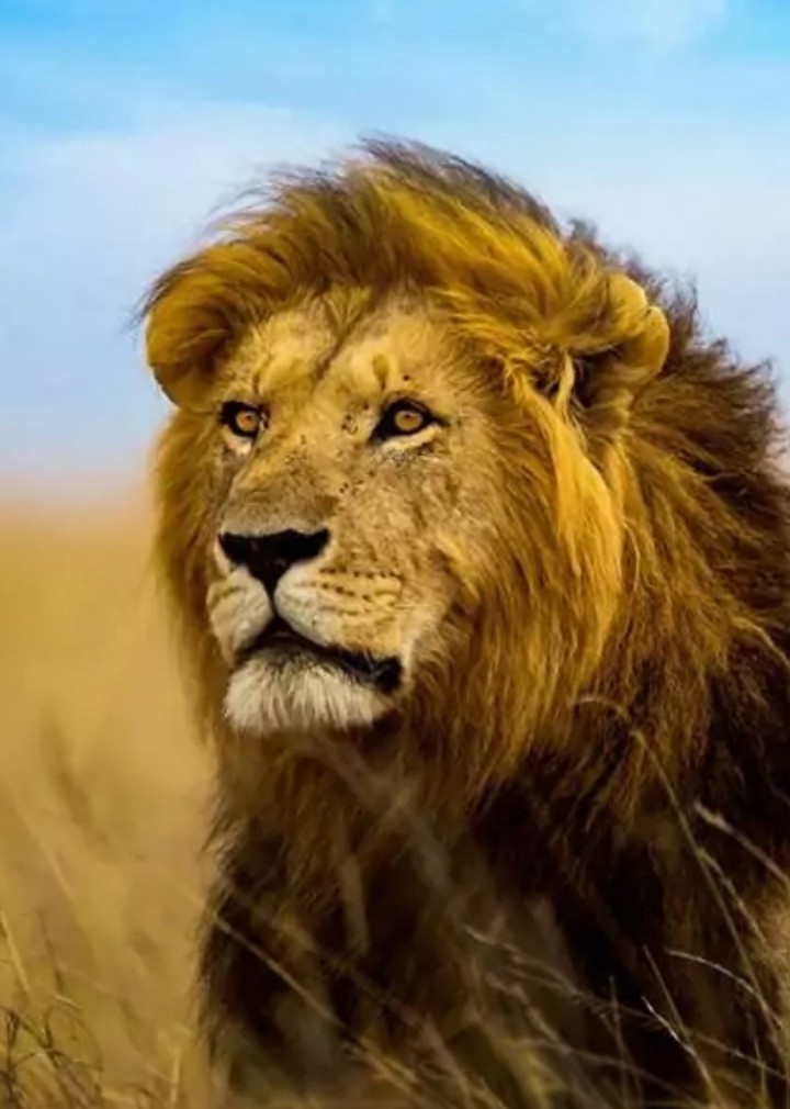 Lion