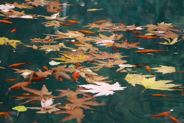 fall