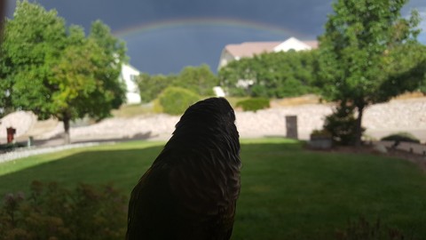 Rainbow bird