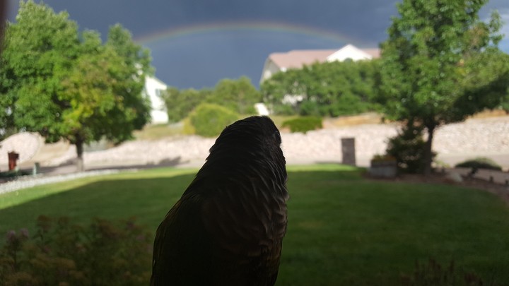 Rainbow bird