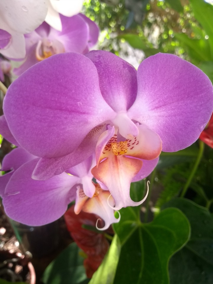 orquídea