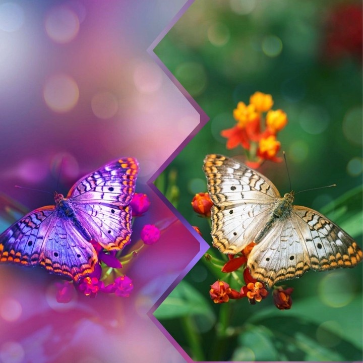 Butterfly