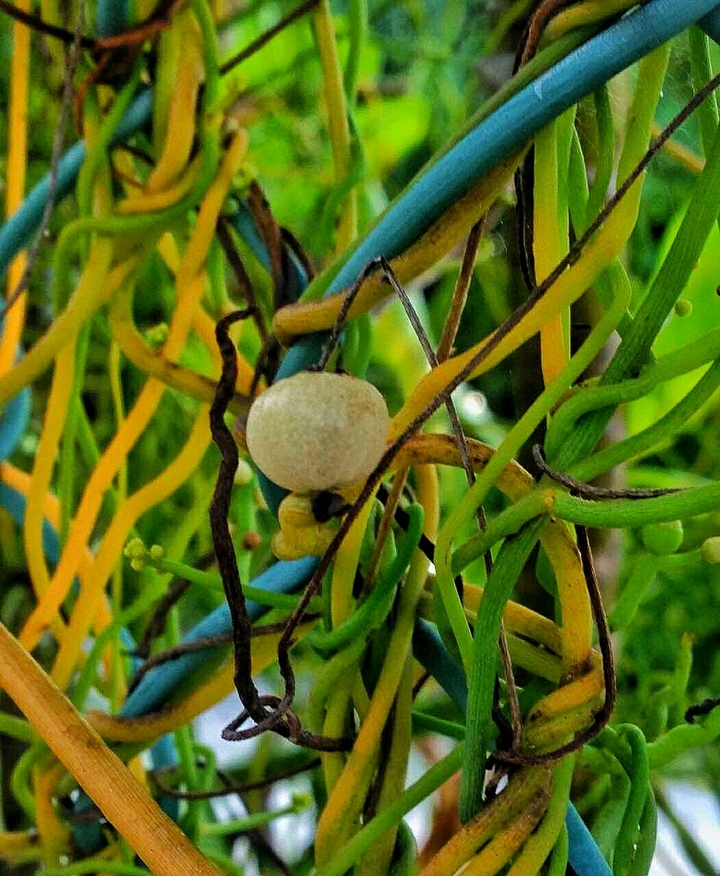 tangled