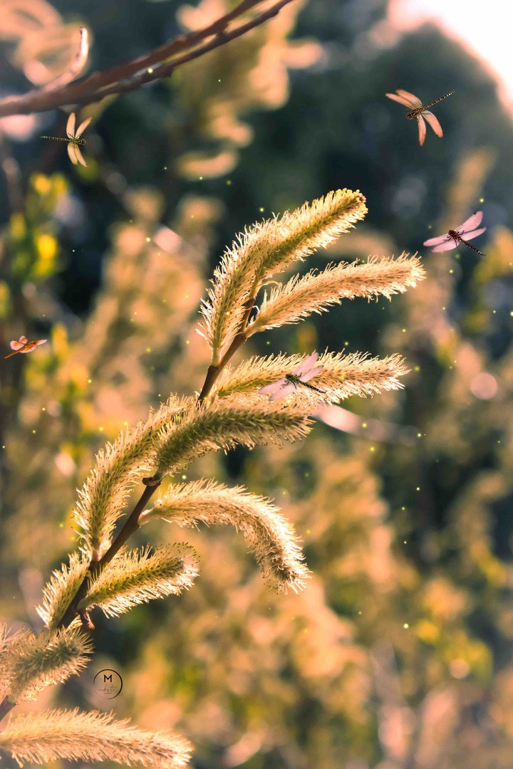 Spring Bugs
