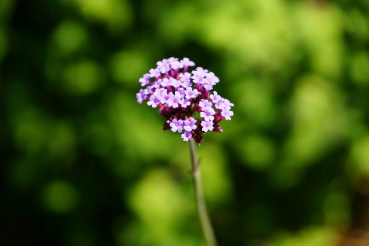 Pretty flowers