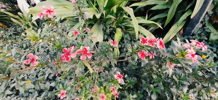plants