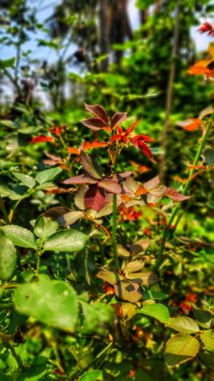 leaves