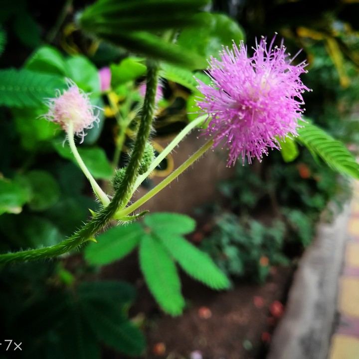 lovely nature