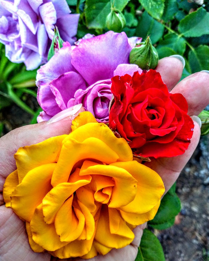 my  rose