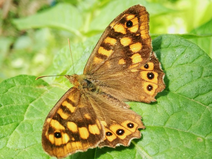 Butterfly.