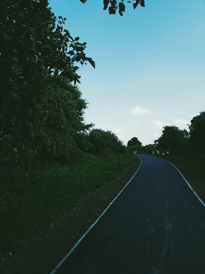 Road in forest
