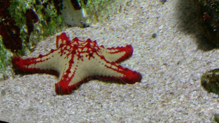 Aquarium