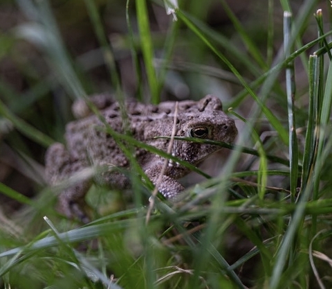 tapety toads, frog