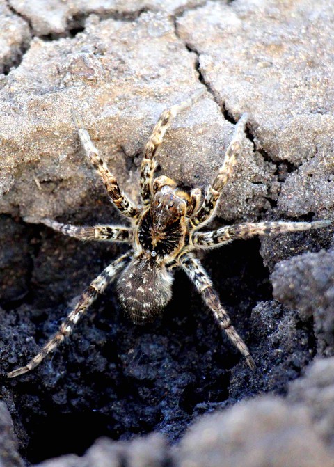 spider