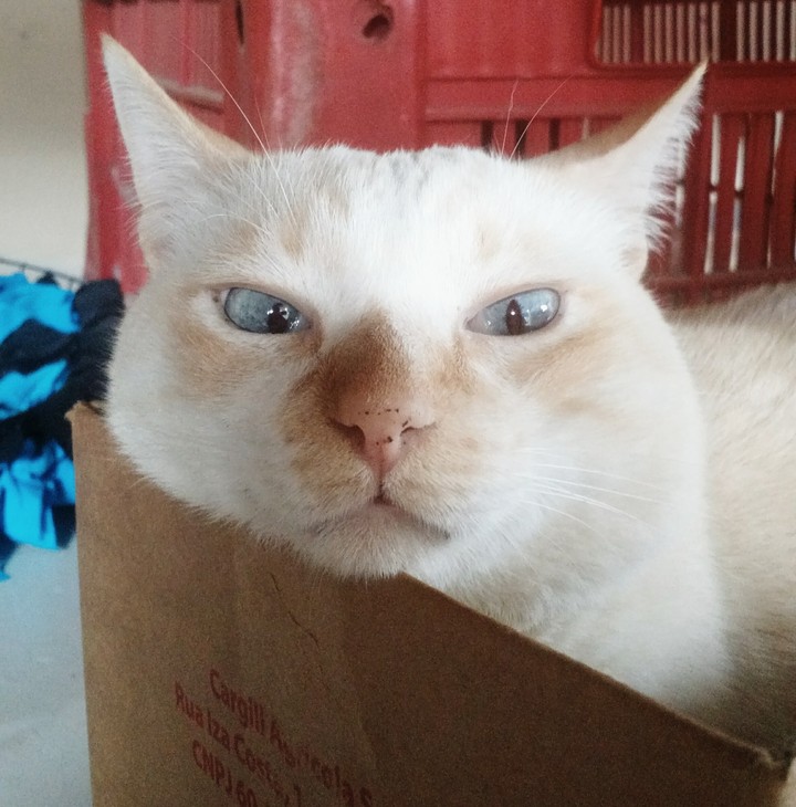 lindo