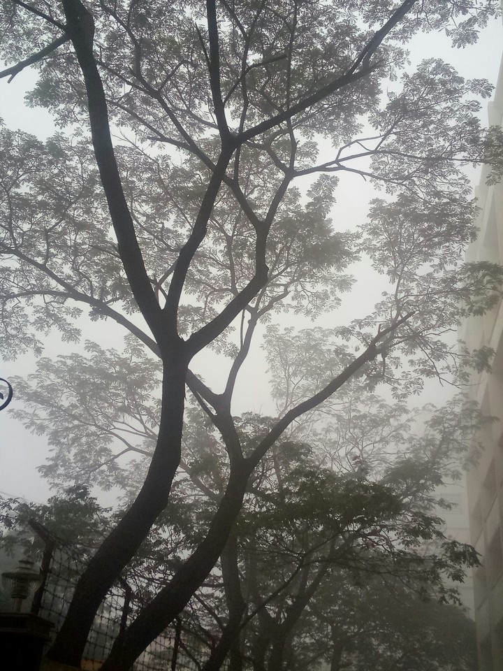 Dark Trees