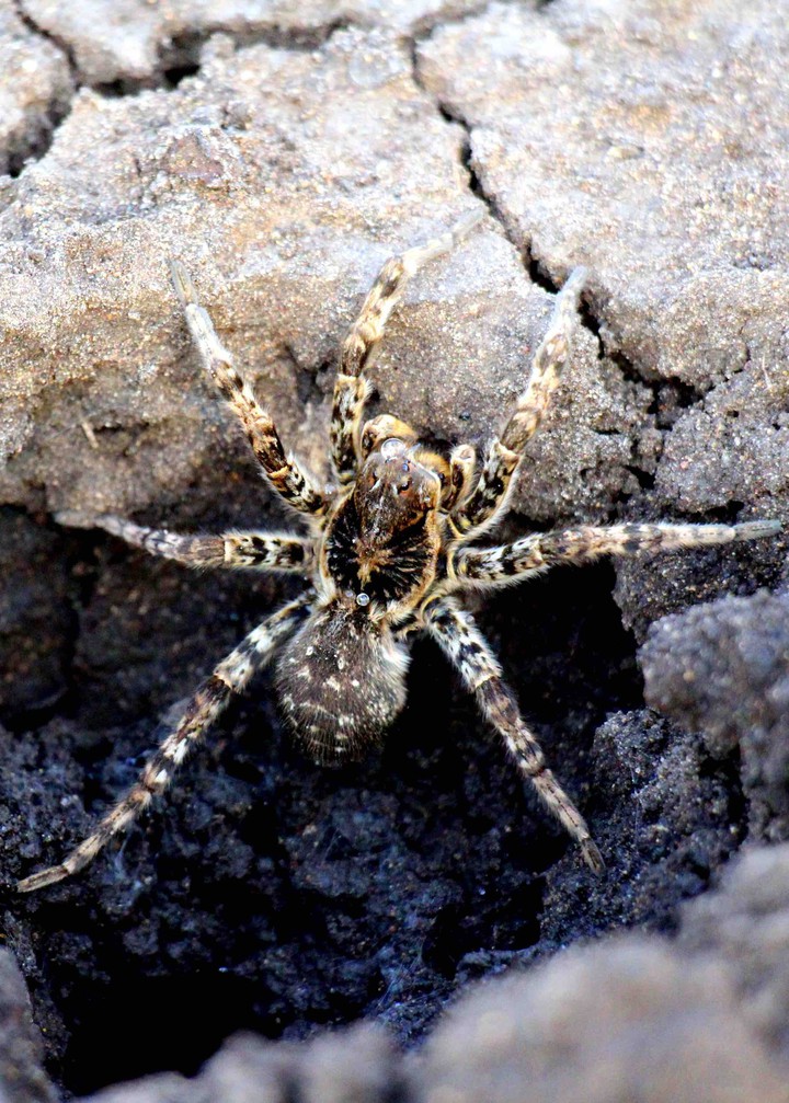 spider