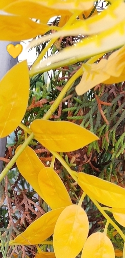 тапети mahonia, Yellow