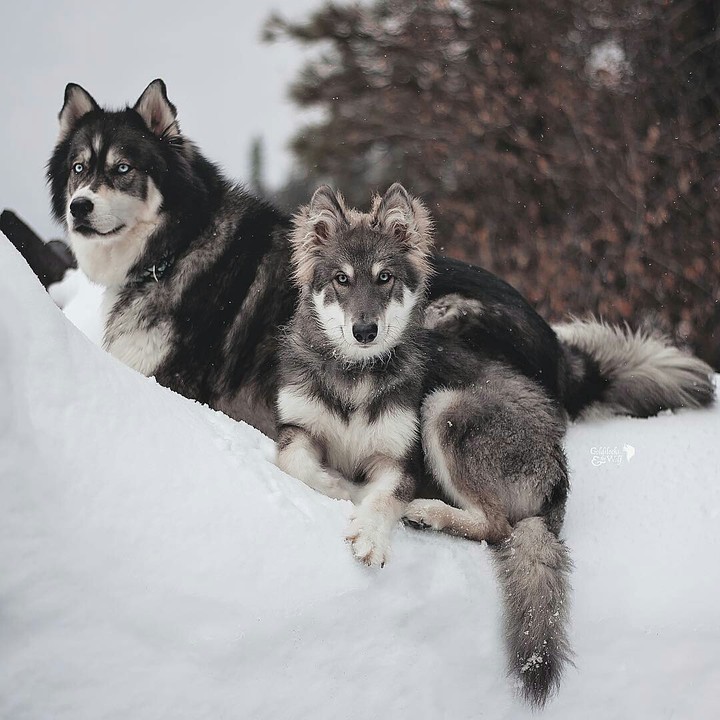 dog