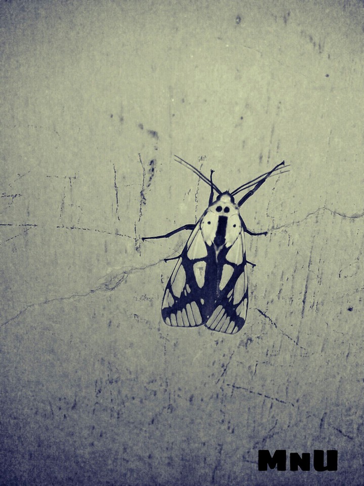 lepidoptera