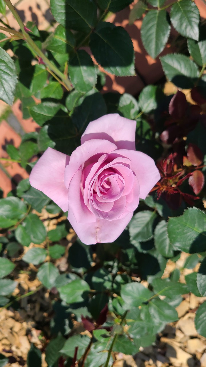 rose