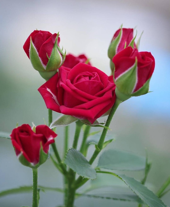 Red Rose