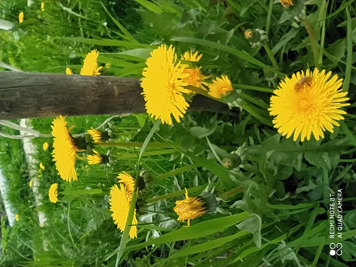 yellow flowers of spring