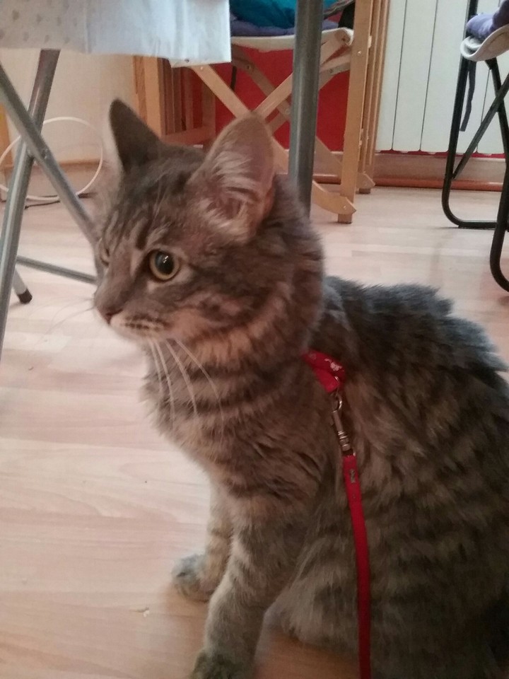 gato
