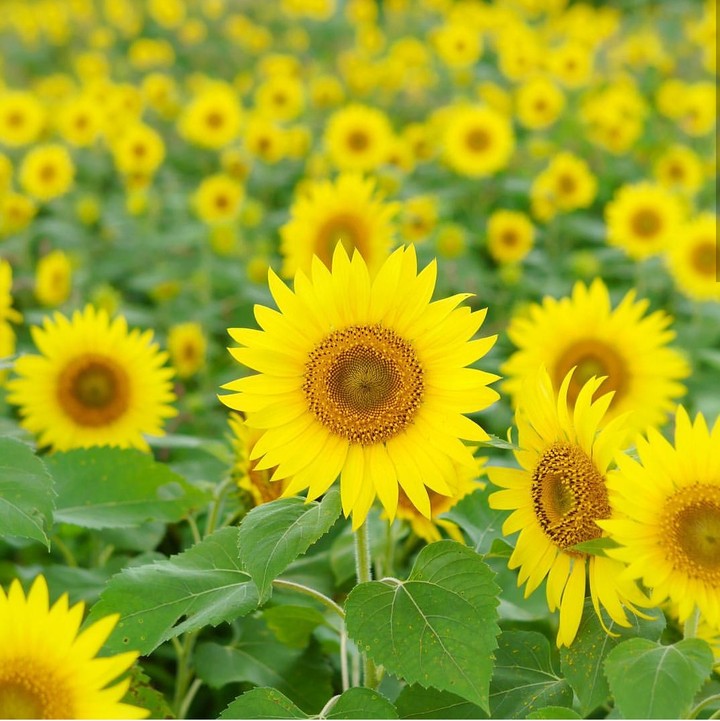 sunflower