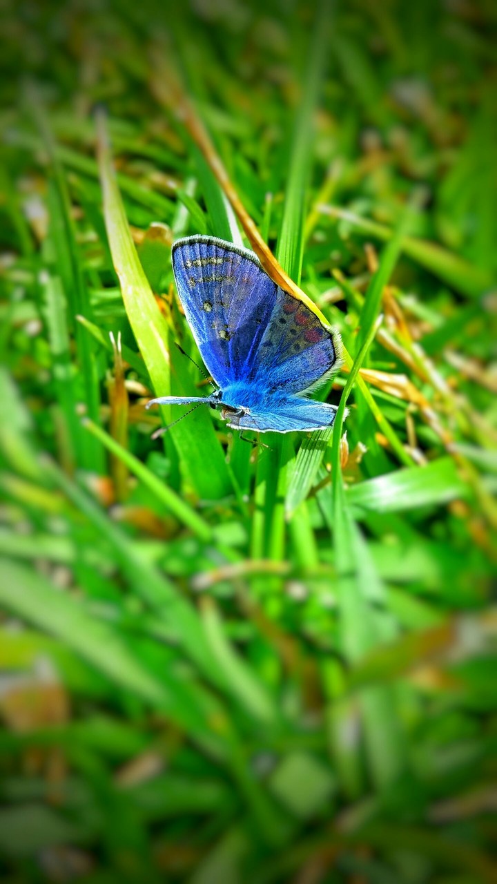 butterfly (lens)