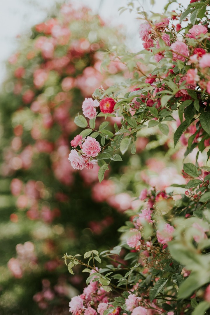 Rose Bush