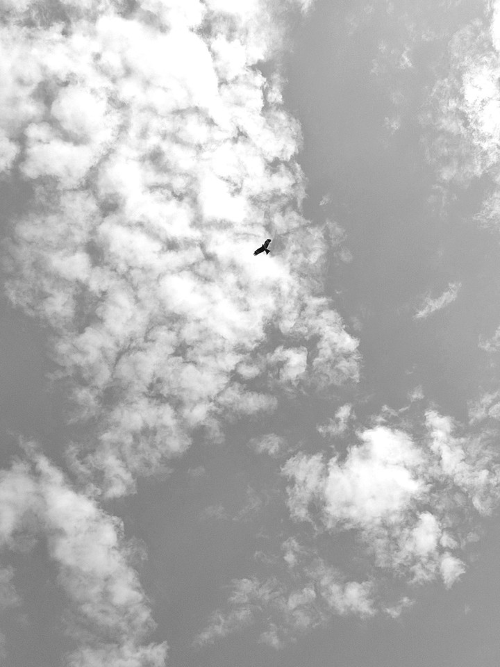 Soaring high ?