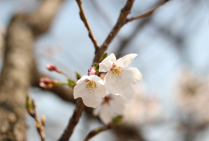 벚꽃.꽃.cherryblossoms.Flower