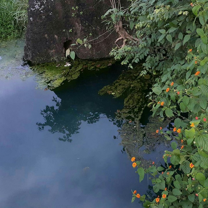Pond