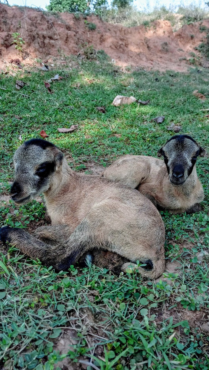 twin pet
