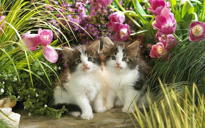 Animal World.