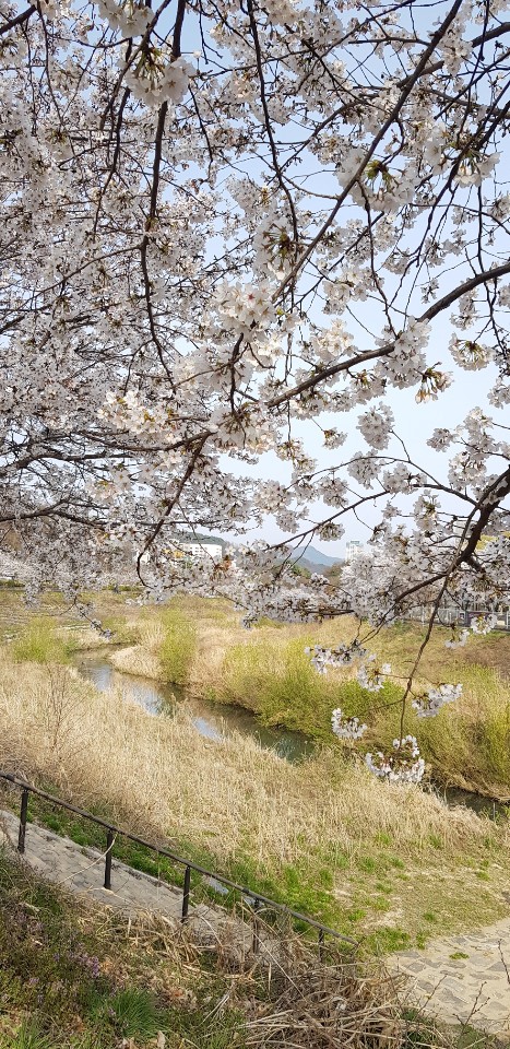 벗꽃엔딩