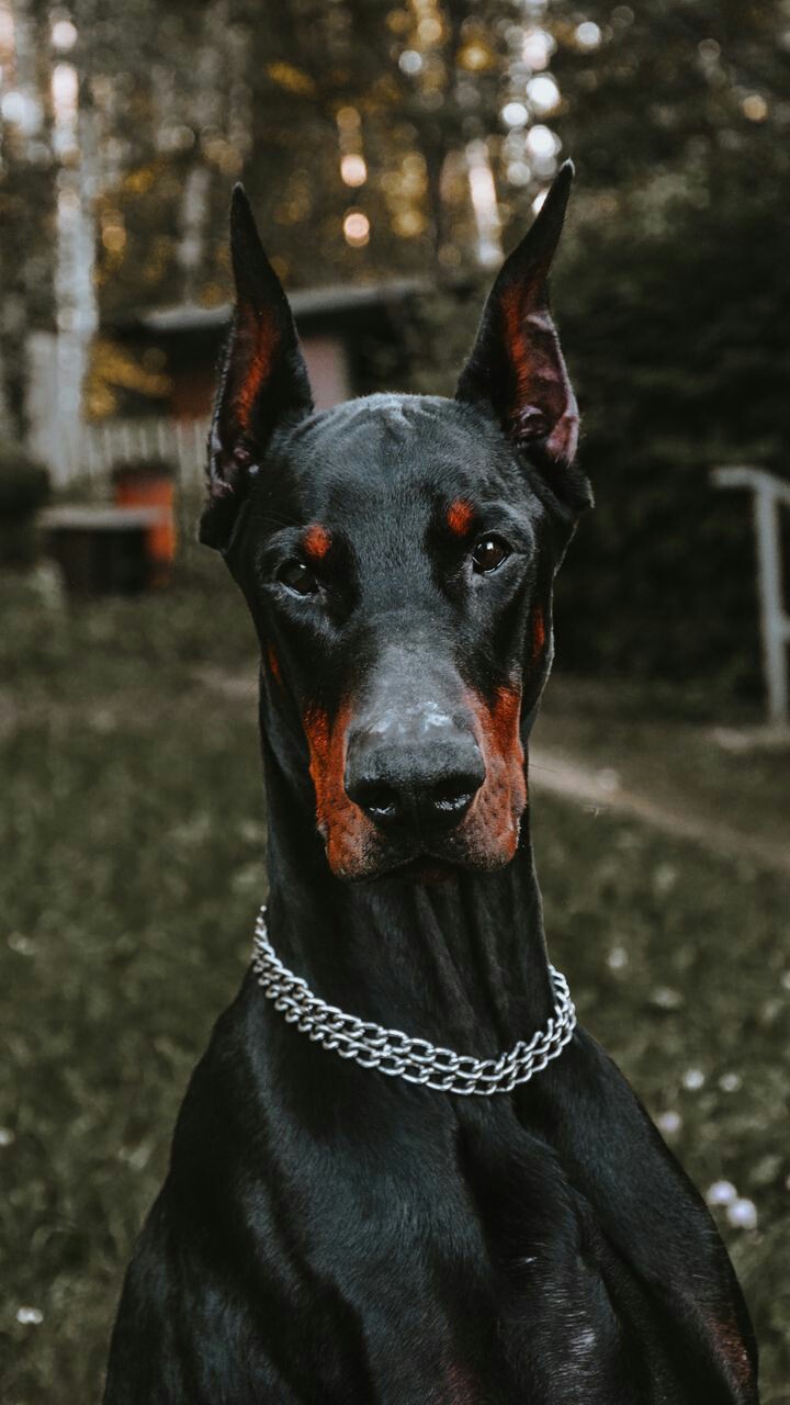 doberman