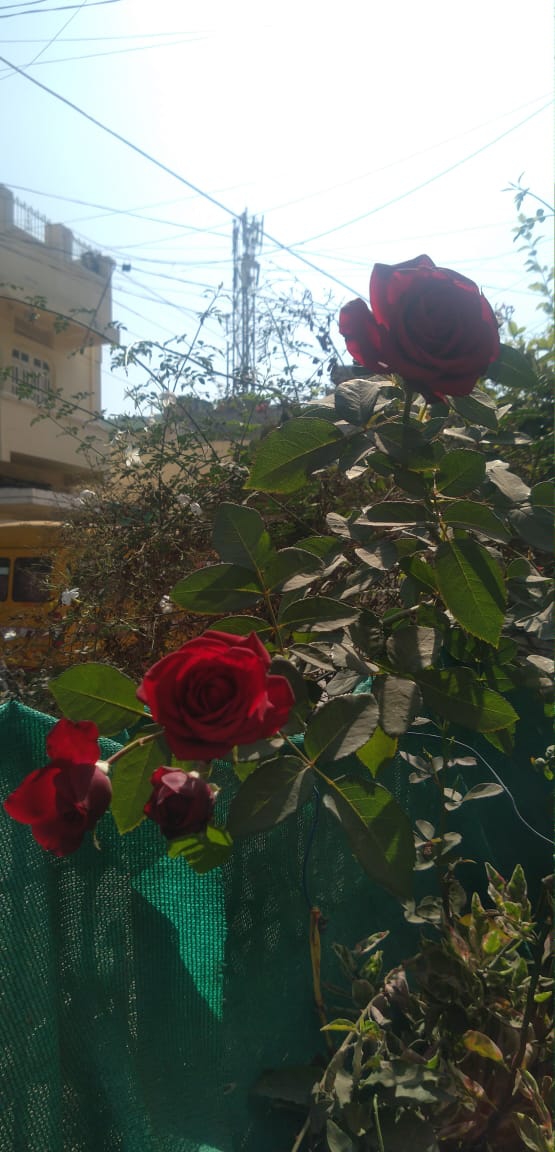 گلاب ? Rose, flower