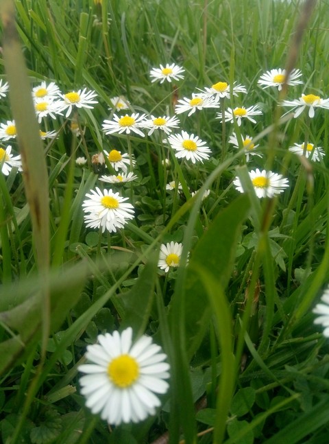 flowers?