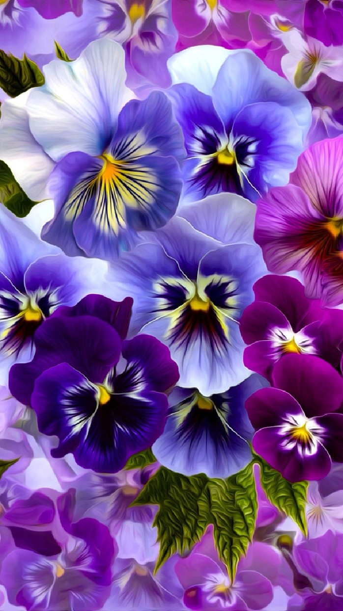Pansy