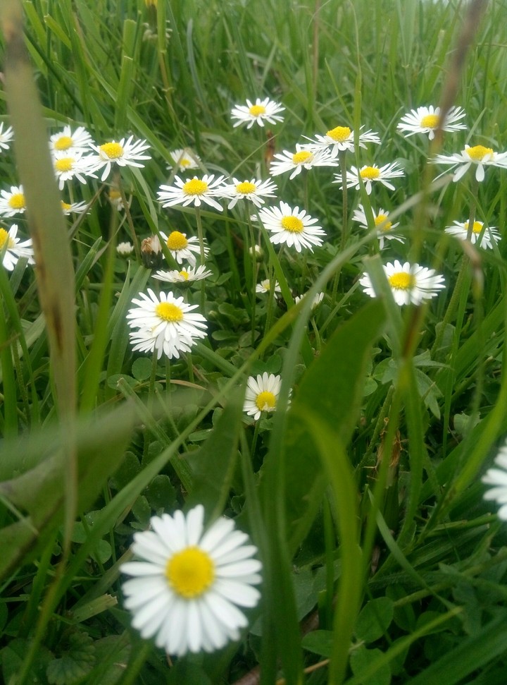 flowers?