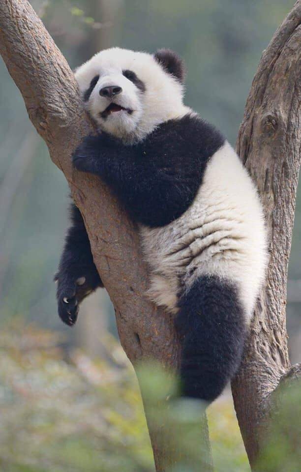 PANDA?