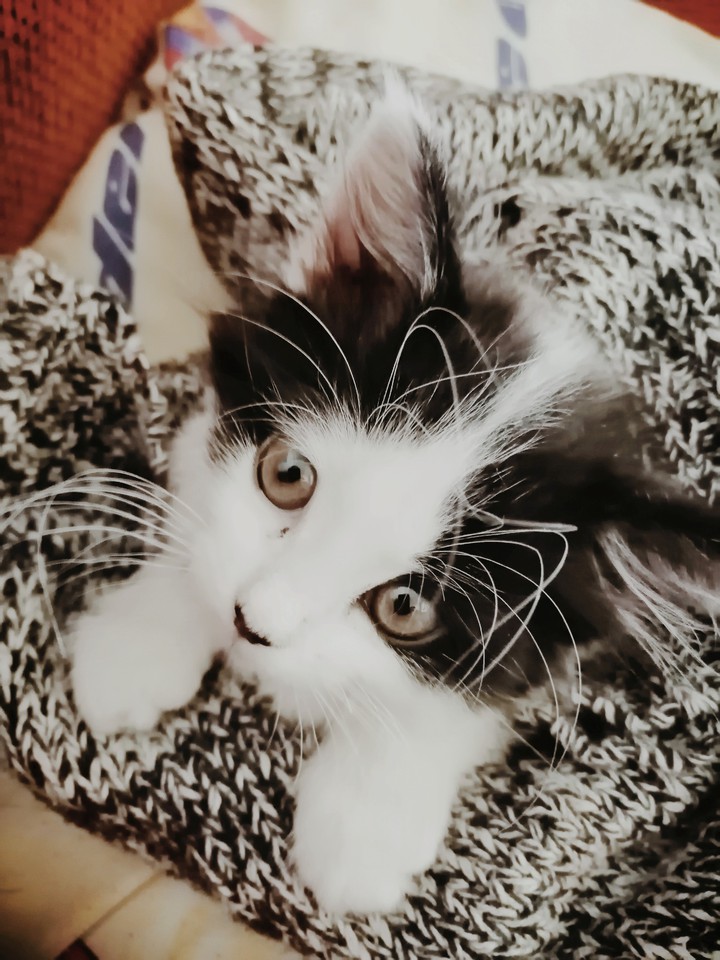 chaton noir et blanc