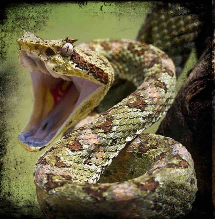 viper