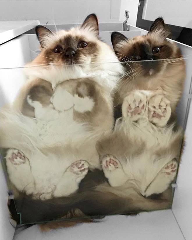 cat's