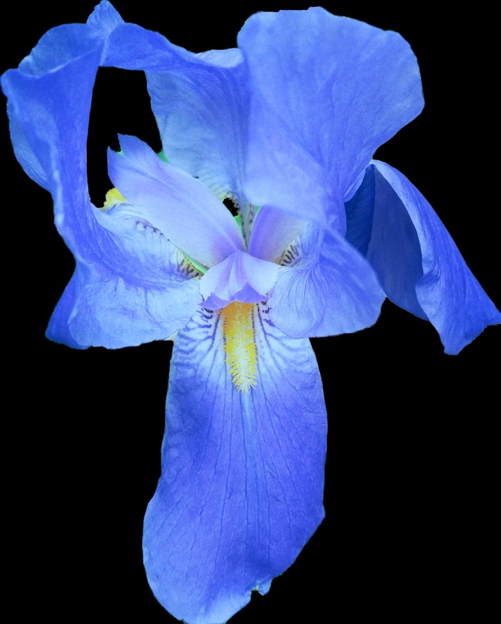 Iris
