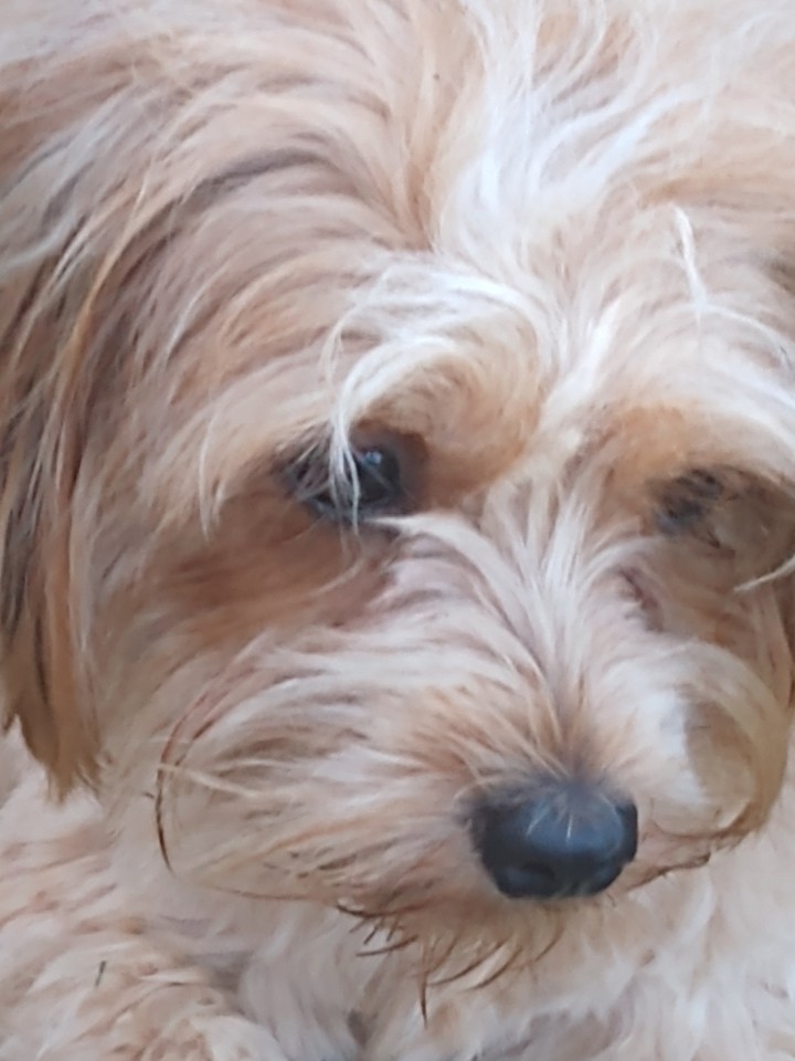 dog, mel, Giselle - Betim MG