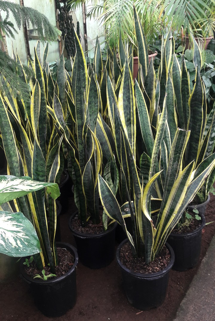 Sansevieria